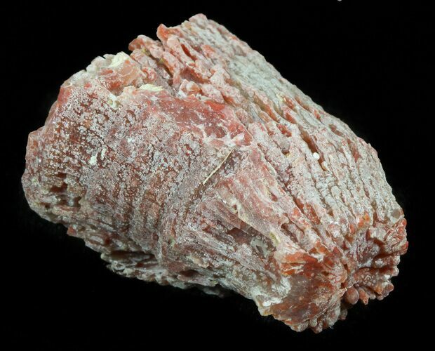 Pennsylvanian Aged Red Agatized Horn Coral - Utah #46153